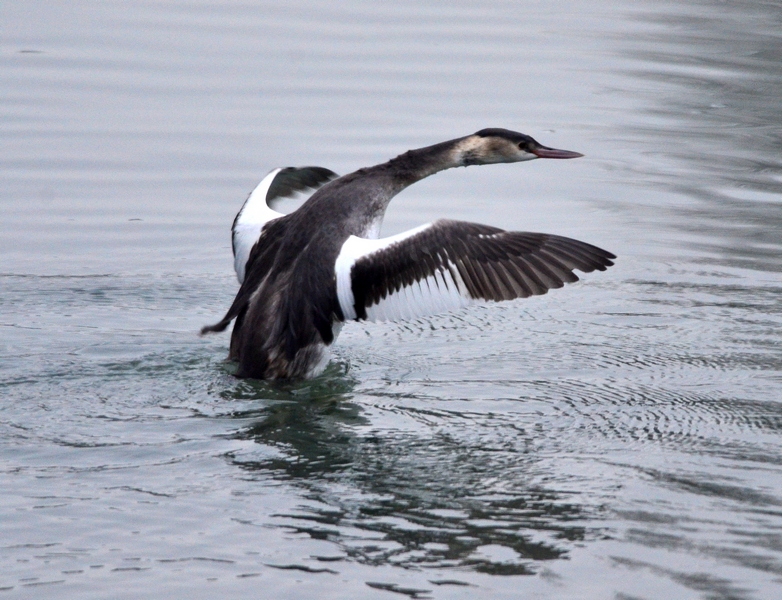 Uno svasso che fa il morto